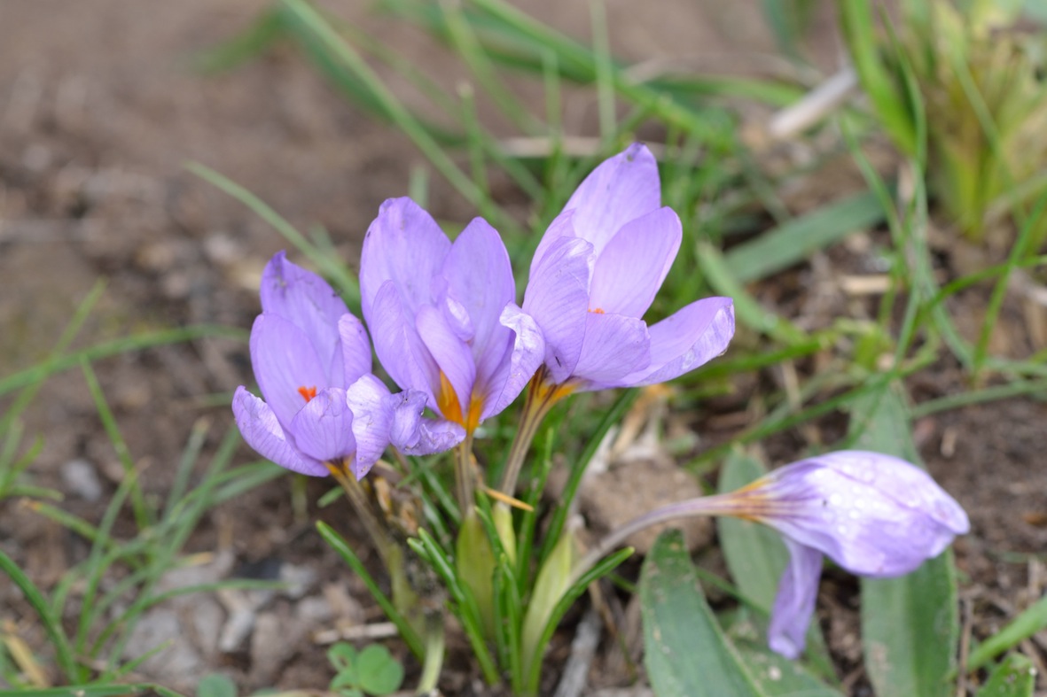 Bosco Ficuzza (PA) : Crocus longiflorus