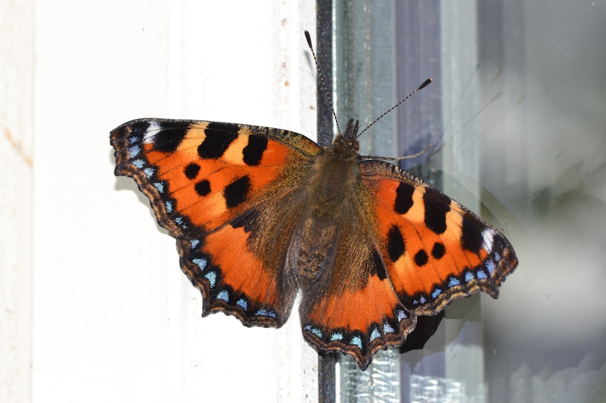 Aglais urticae? e consigli per l''allevamento