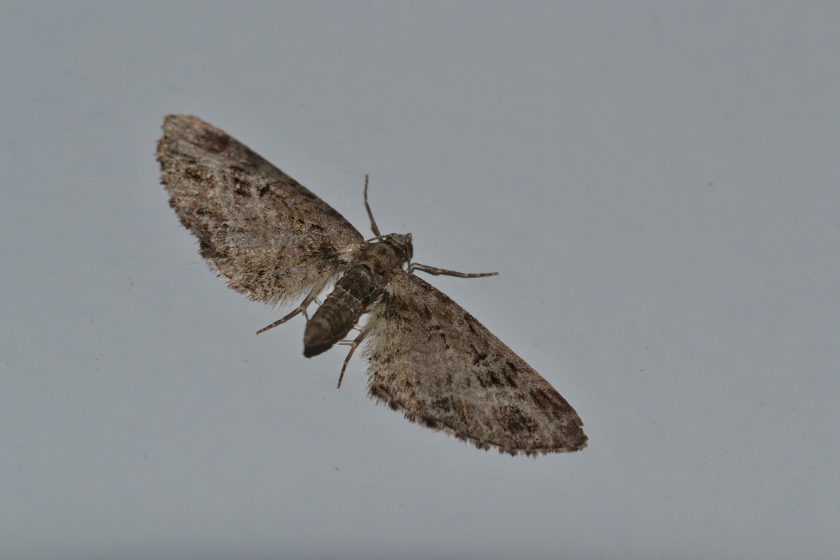 Eupithecia da identificare