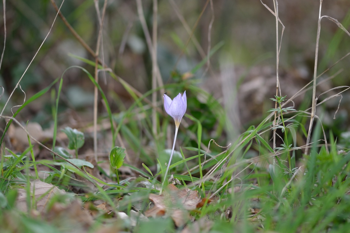 Bosco Ficuzza (PA) : Crocus longiflorus