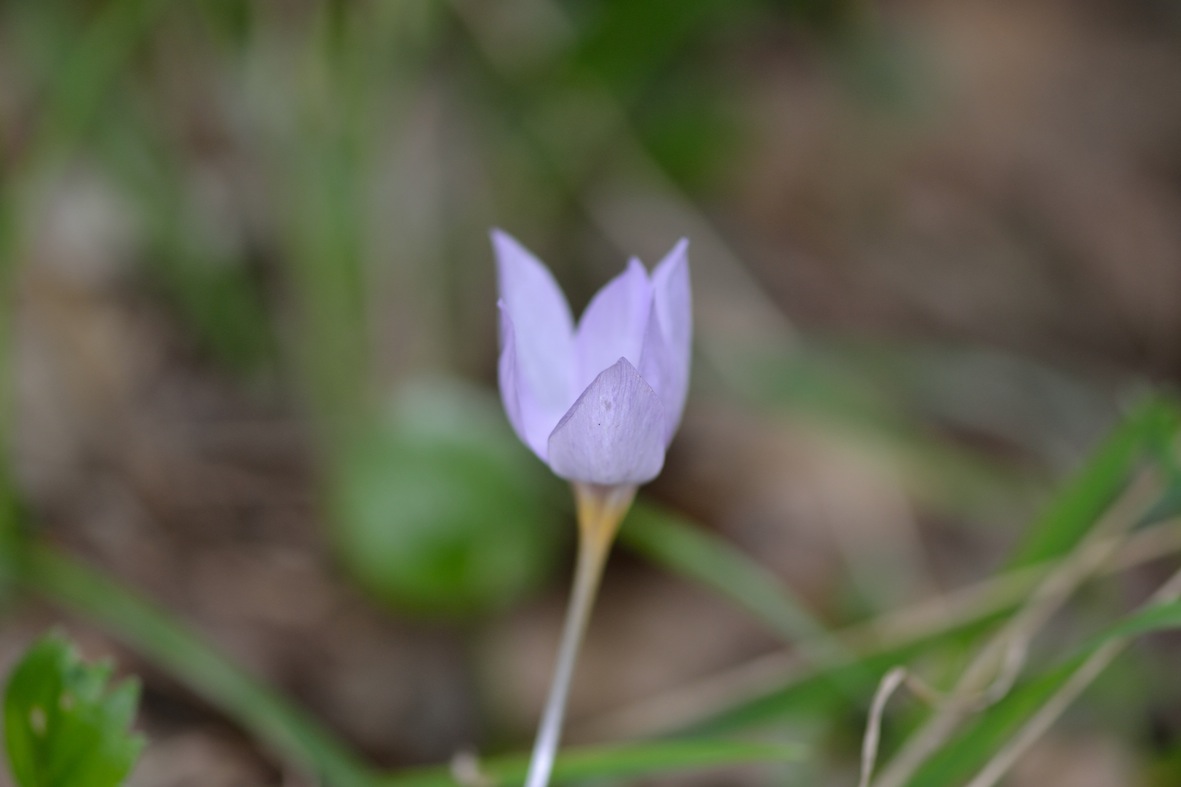 Bosco Ficuzza (PA) : Crocus longiflorus