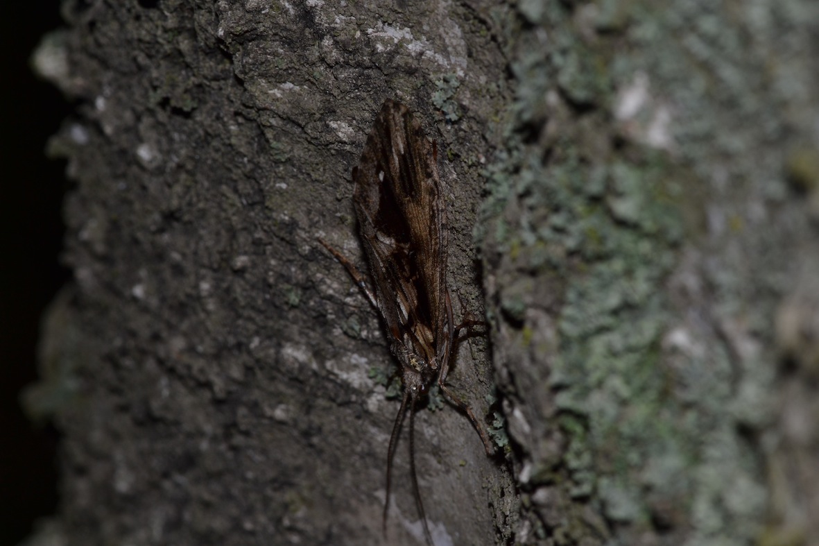 tricottero da determinare2 - Phryganeidae