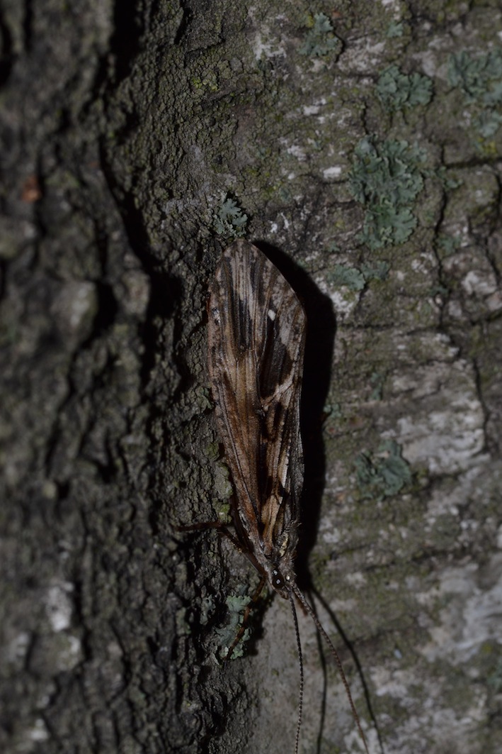 tricottero da determinare2 - Phryganeidae