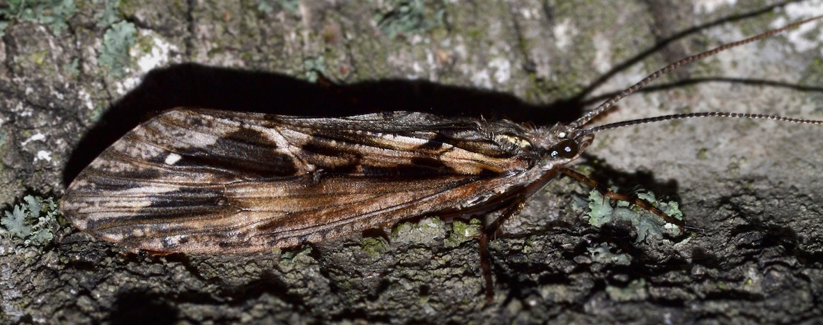 tricottero da determinare2 - Phryganeidae