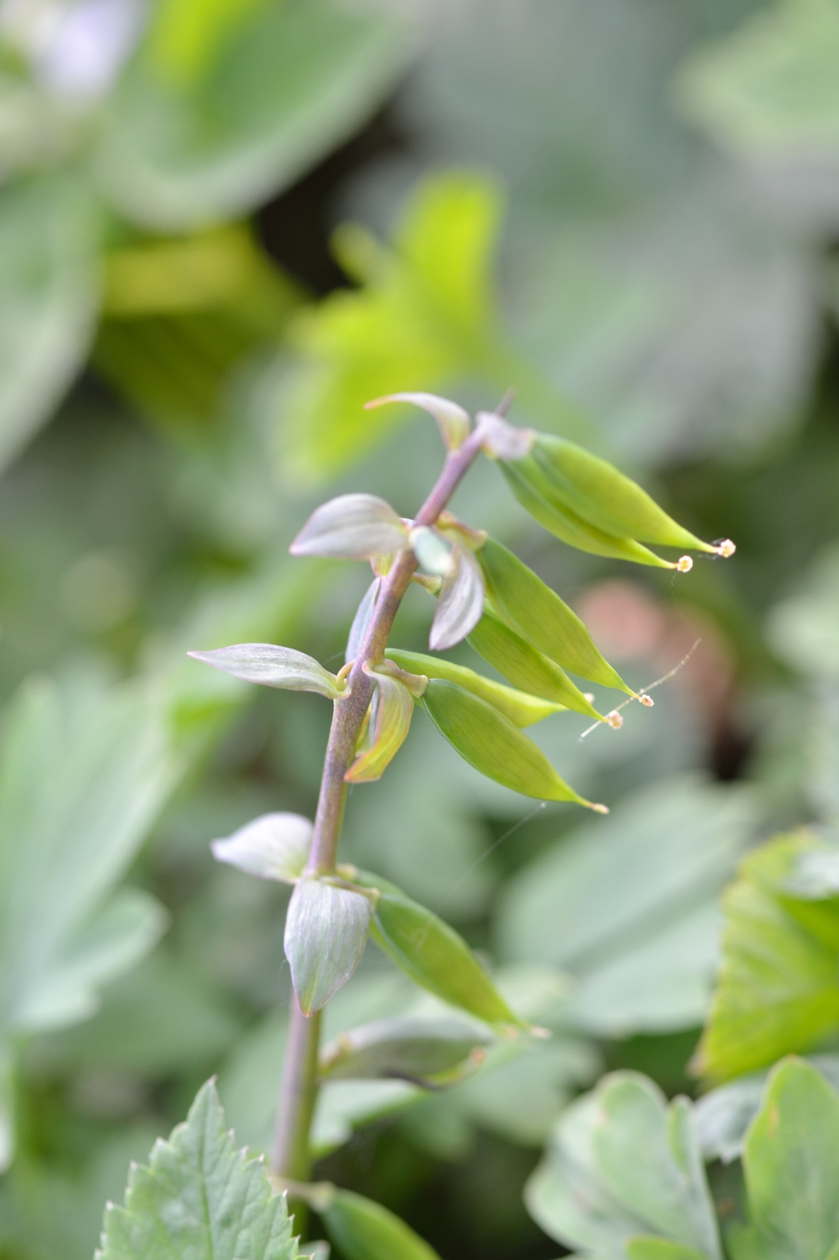 Corydalis cava, frutti  / Colombina cava