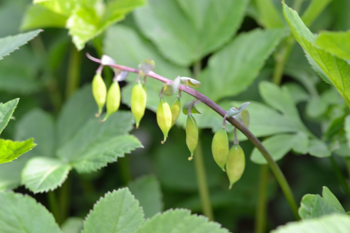 Corydalis cava, frutti  / Colombina cava