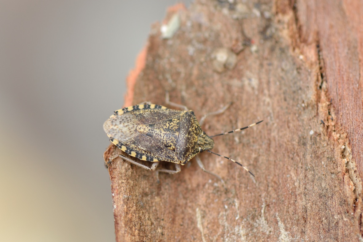 Pentatomidae: Rhaphigaster nebulosa della Sicilia (PA)