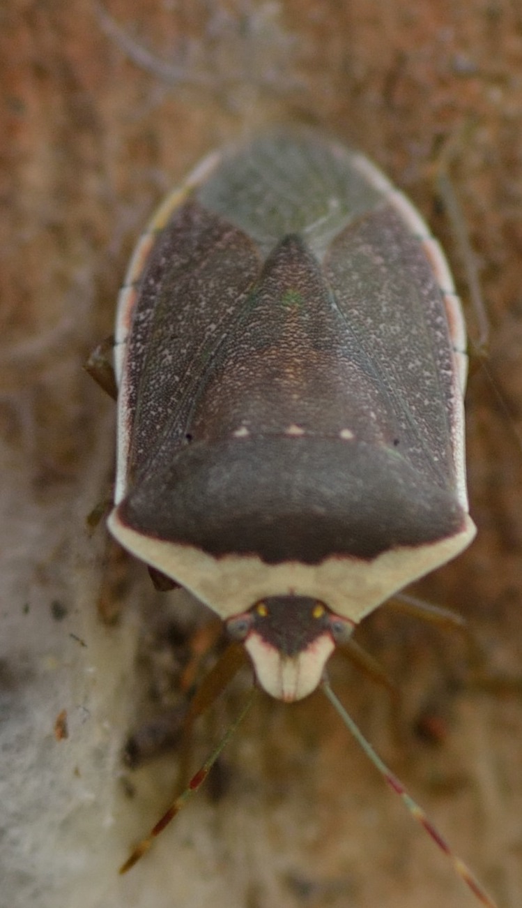 Pentatomidae: Nezara viridula f. torquata di Sicilia (PA)