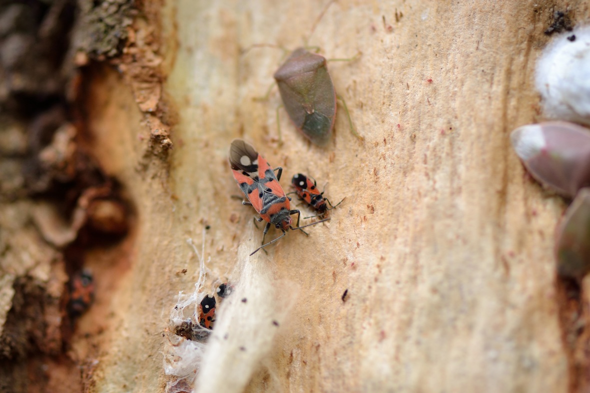 Horvathiolus superbus e Lygaeus equestris f. sicilianus?