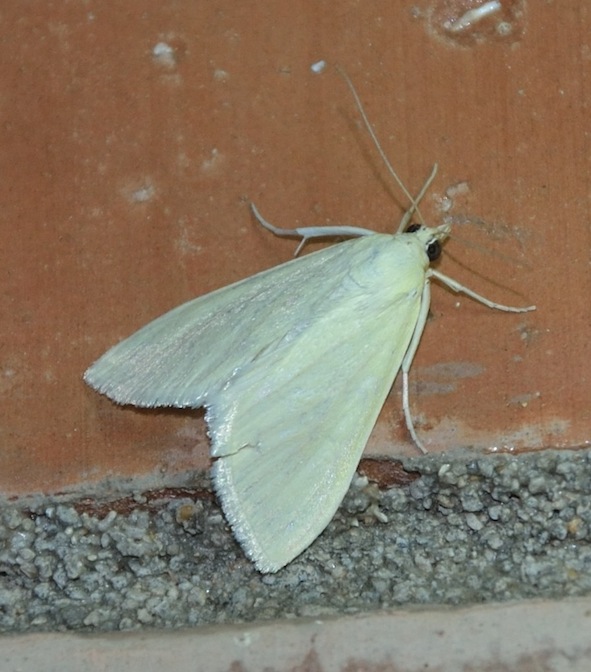 Sitochroa palealis