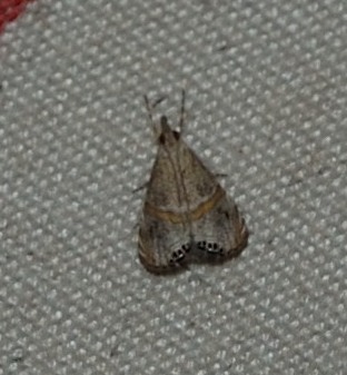 Euchromius superbellus?