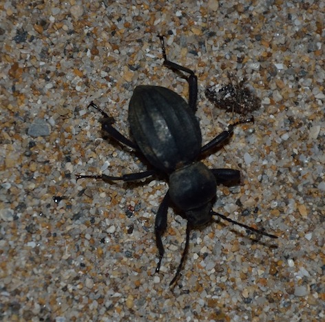 Scaurus sp. (Tenebrionide)