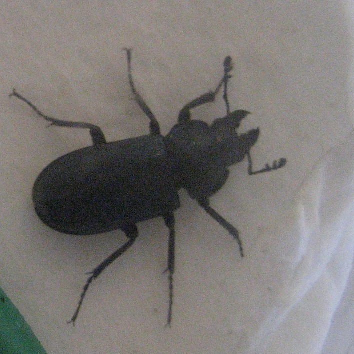 Platycerus caraboides - Lucanidae