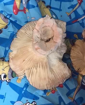 Russula 2