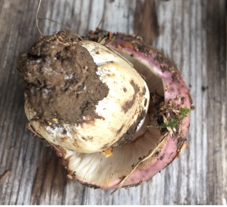 Russula da determinare