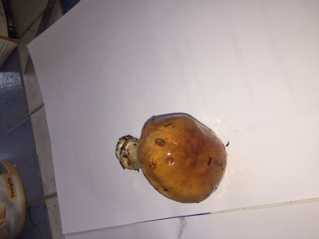 Stropharia sp?