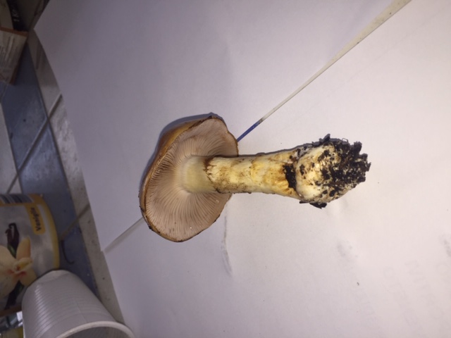 Stropharia sp?