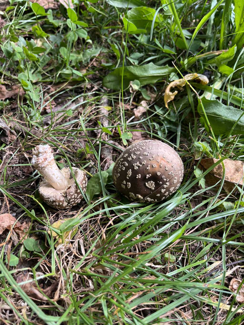 Amanita rubescens?