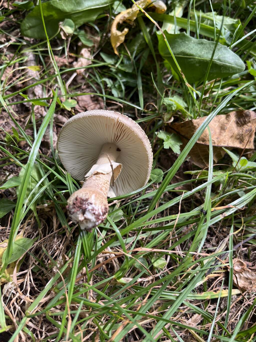 Amanita rubescens?