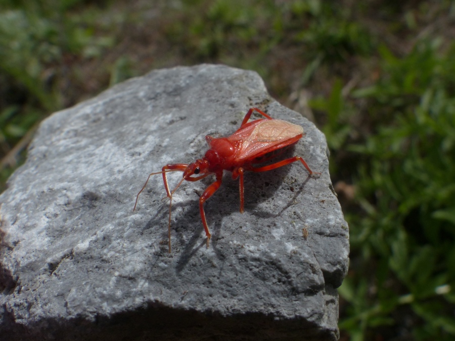 Rhinocoris??