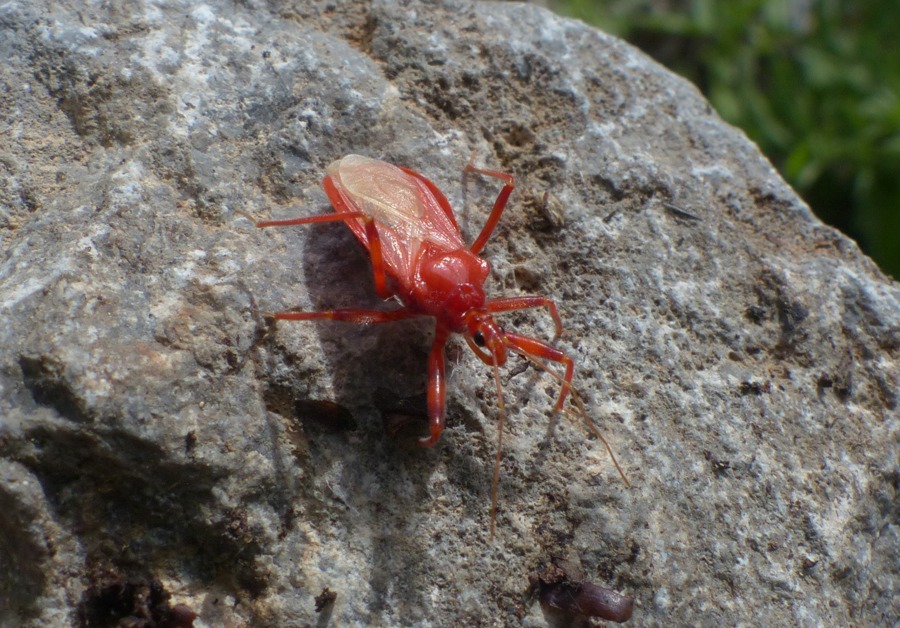 Rhinocoris??