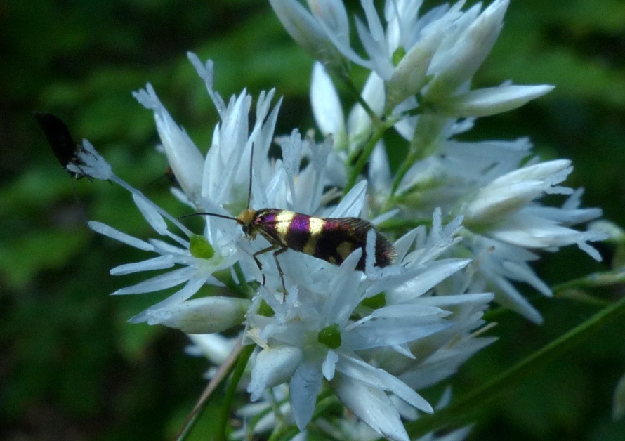 Lepidottero?  S, Micropterigidae: cfr. Micropterix sp.