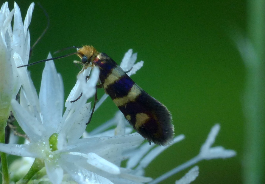 Lepidottero?  S, Micropterigidae: cfr. Micropterix sp.