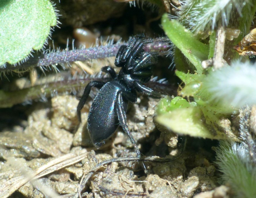 Quale ragno? Gnaphosidae Zelotinae sp. - Limone Piemonte (CN)