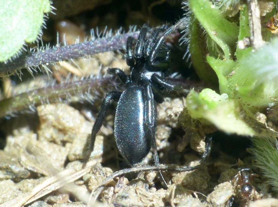 Quale ragno? Gnaphosidae Zelotinae sp. - Limone Piemonte (CN)