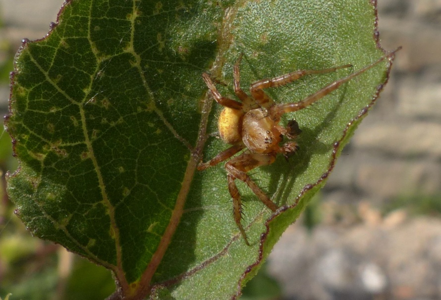 Araneus sp.