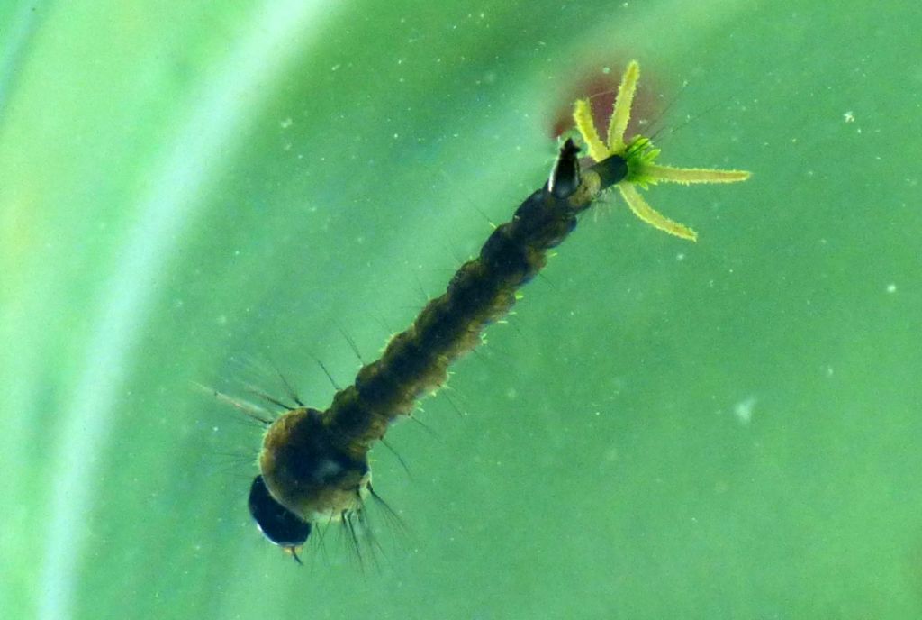 Larva di libellula? no, di Dittero (cfr. Culicidae)