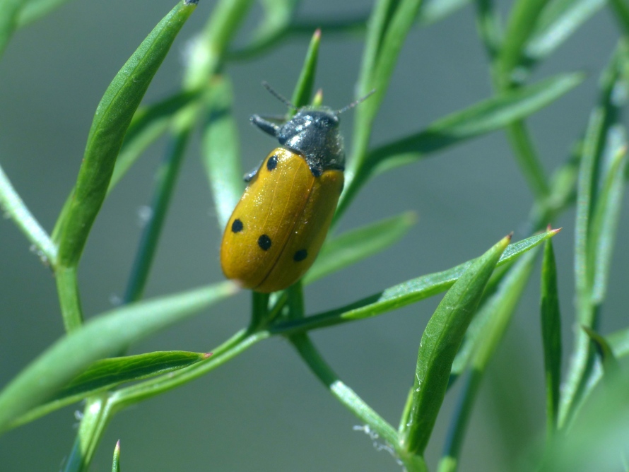 Chrysomelidae: Lachnaia italica