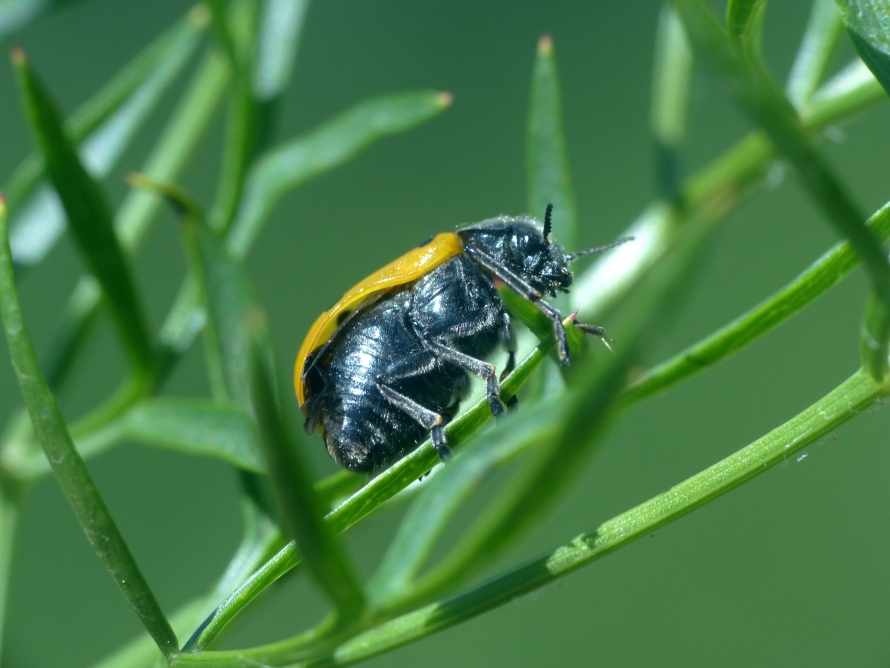 Chrysomelidae: Lachnaia italica