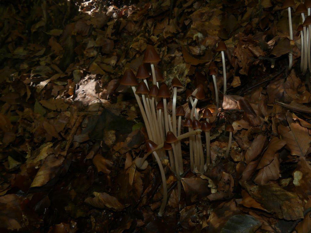 Mycena inclinata?