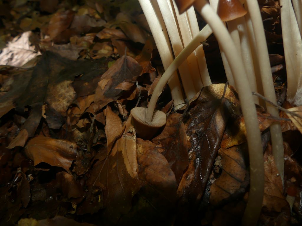 Mycena inclinata?