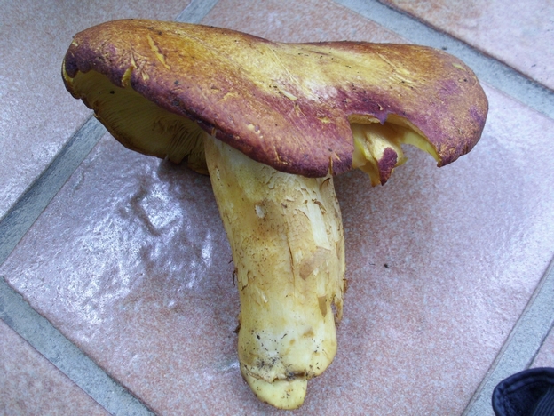 Russula oversize, da determinare