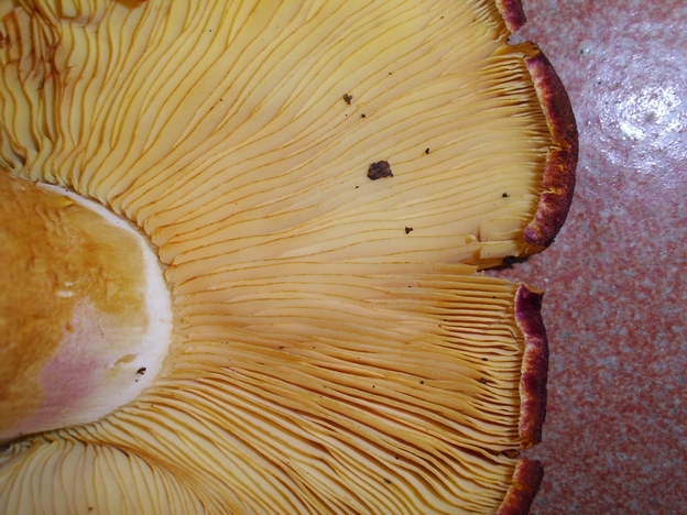 Russula oversize, da determinare