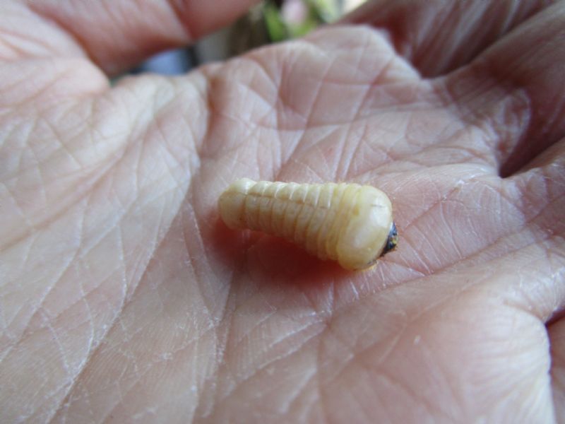 Larva di cerambice