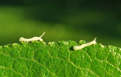 ciclo di vita di Laothoe populi