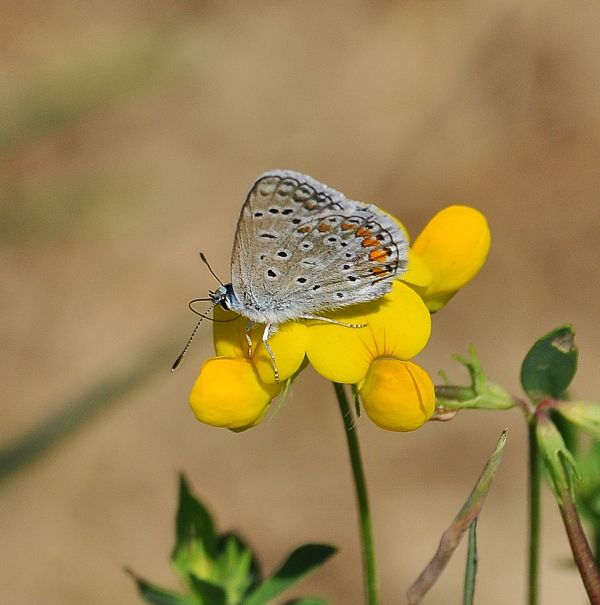 aiuto Lycenidae: Polyommatus icarus