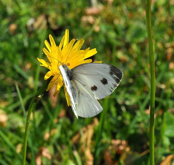 Pieris rapae femmina?  No,  Pieris napi