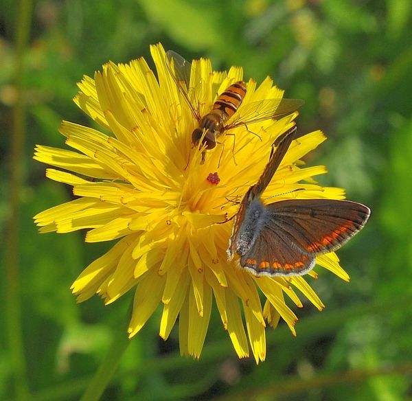 Polyommatus icarus femmina (?)