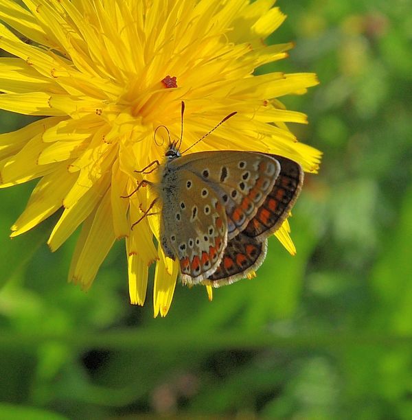 Polyommatus icarus femmina (?)