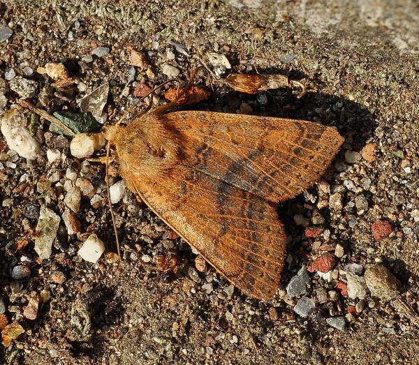 Agrochola pistacinoides