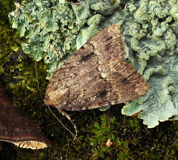 Amphipyra pyramidaea