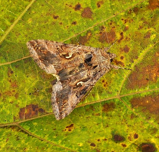 due plusiinae - Macdunnoughia confusa e Autographa gamma