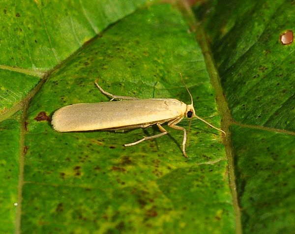 Eilema complana ?  No, Eilema depressa