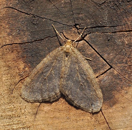 Larerannis aurantinaria? No, Operophtera sp., Geometridae