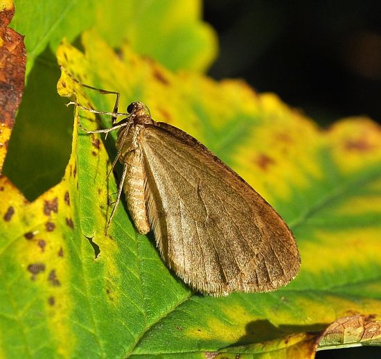 Larerannis aurantinaria? No, Operophtera sp., Geometridae