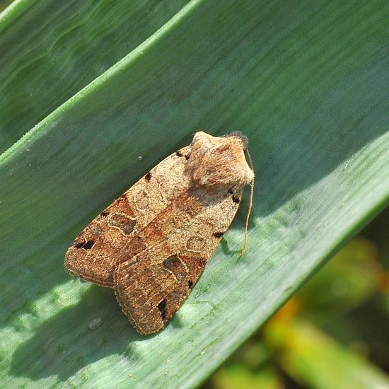 Agrochola litura